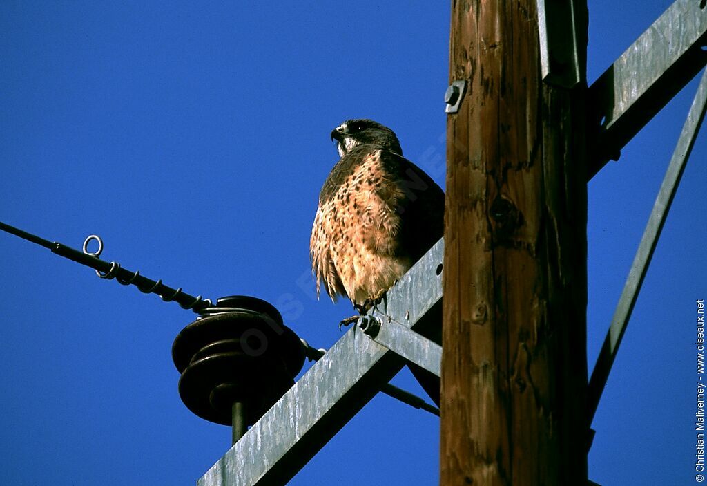 Swainson's Hawkadult