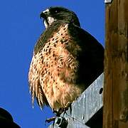 Swainson's Hawk