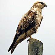 Long-legged Buzzard