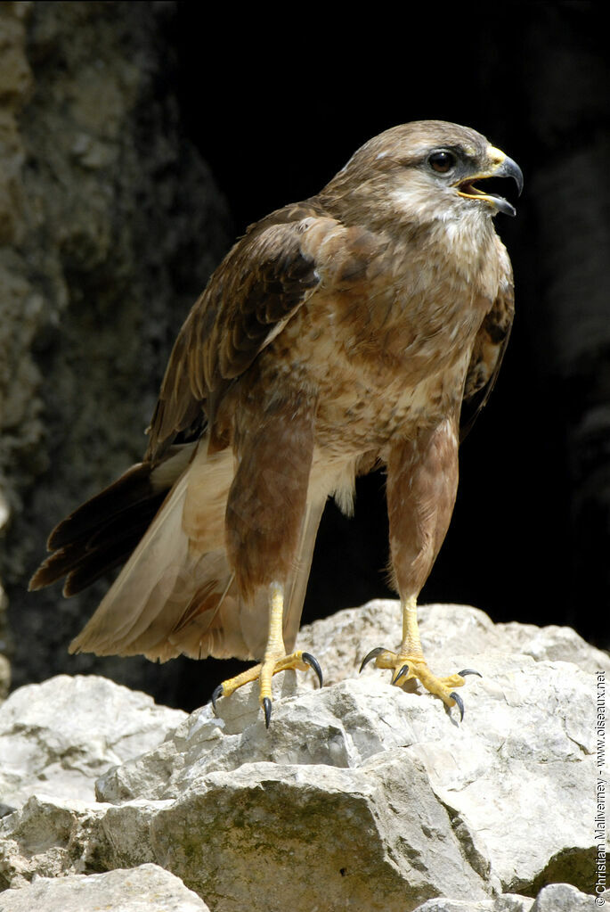 Long-legged Buzzardadult, identification