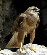 Long-legged Buzzard