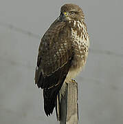 Common Buzzard