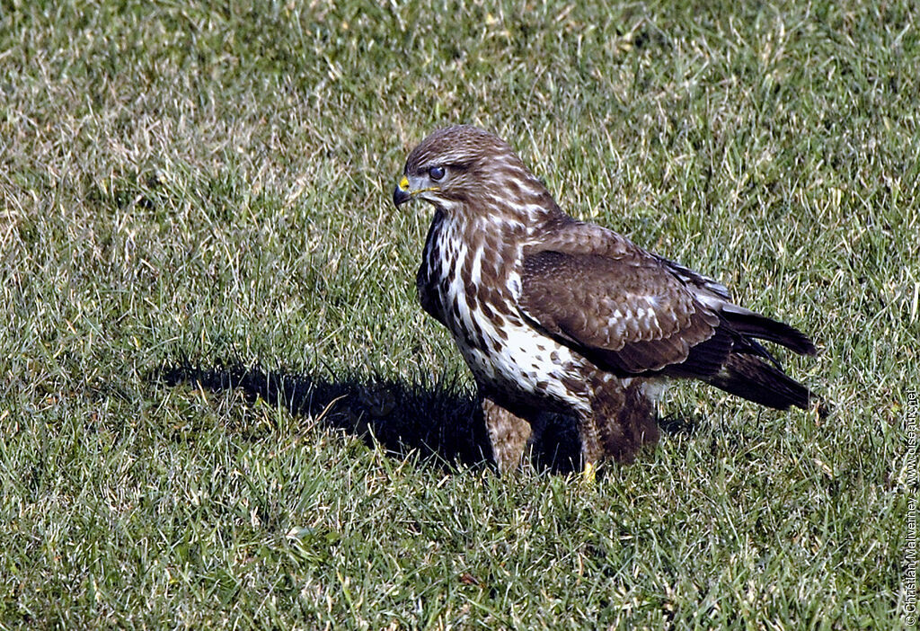 Common Buzzard