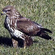 Common Buzzard