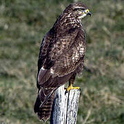 Common Buzzard