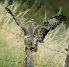 Buse variable