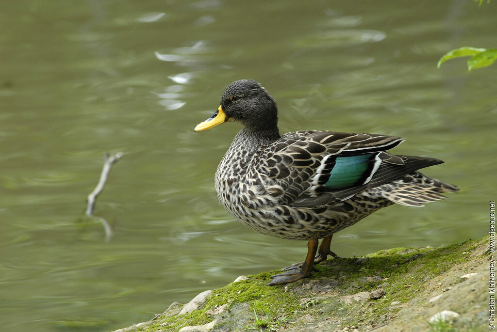 Canard à bec jaune mâle adulte nuptial, identification