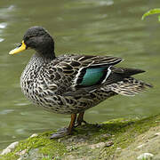 Yellow-billed Duck