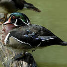 Canard carolin
