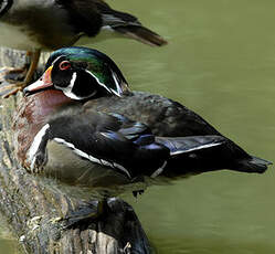 Canard carolin