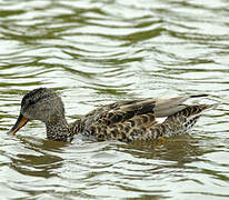 Canard chipeau