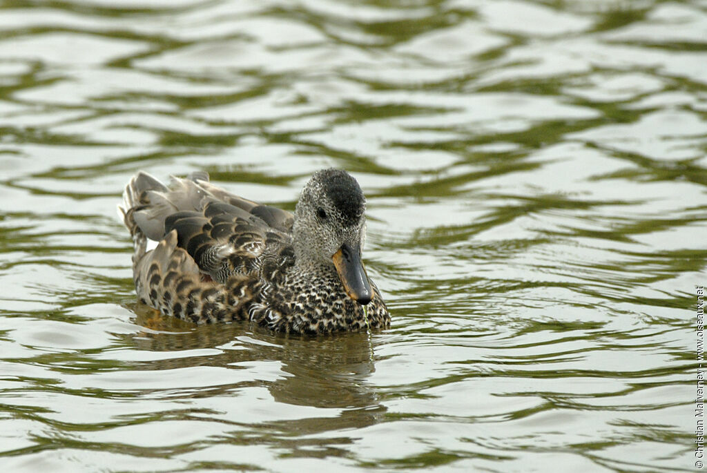 Canard chipeau mâle adulte internuptial