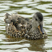 Canard chipeau