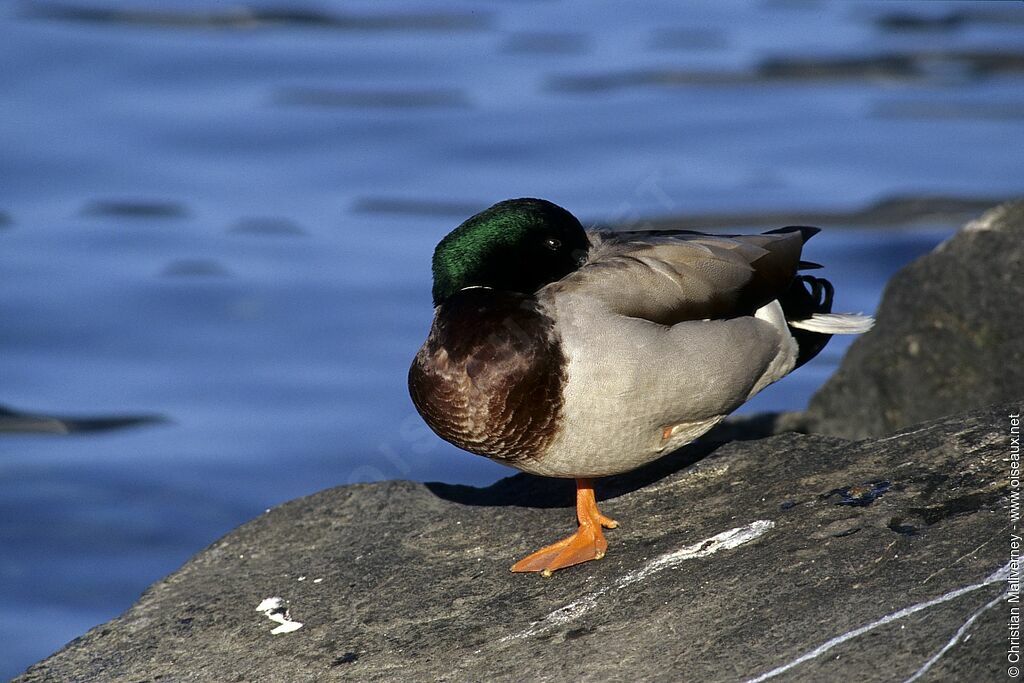 Mallard male adult