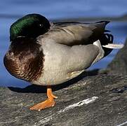 Mallard