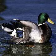 Canard colvert