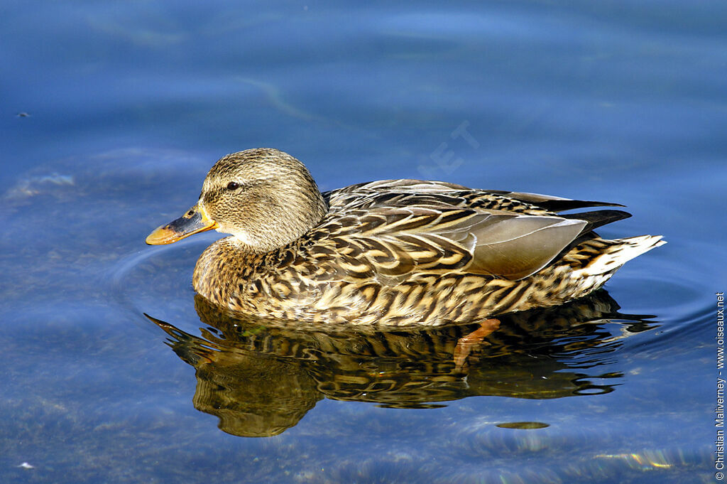 Canard colvert femelle adulte internuptial