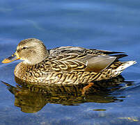 Canard colvert