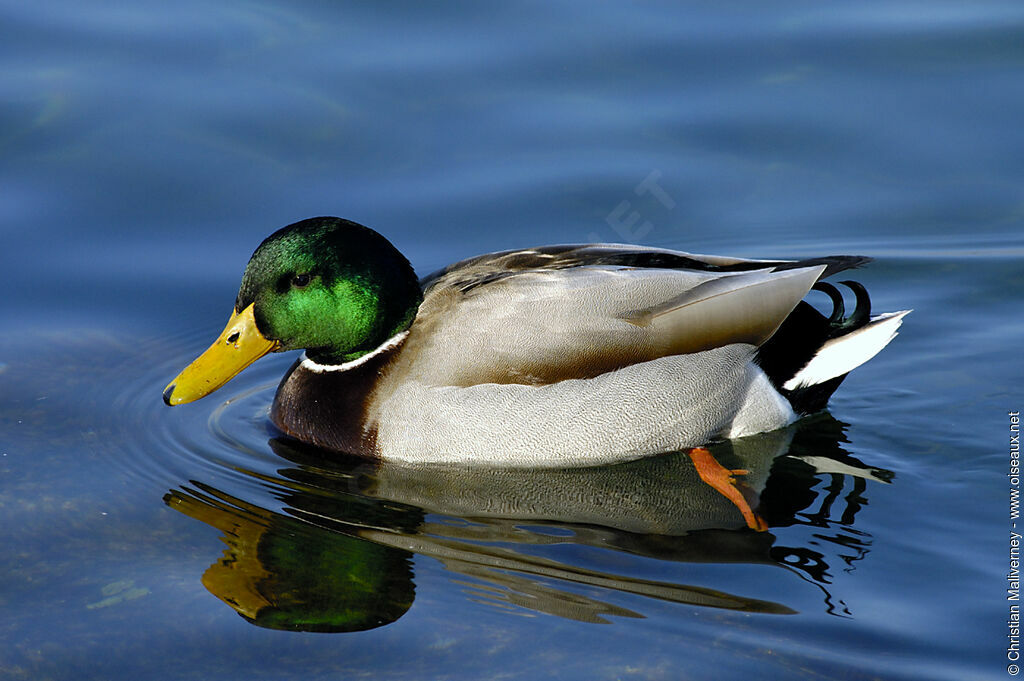 Canard colvert mâle adulte internuptial