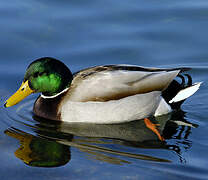 Mallard