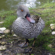 Cape Teal