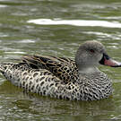 Canard du Cap