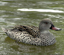 Cape Teal