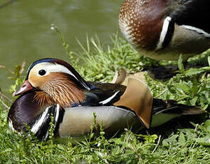 Canard mandarin