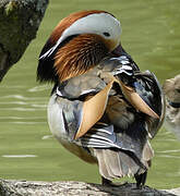 Canard mandarin