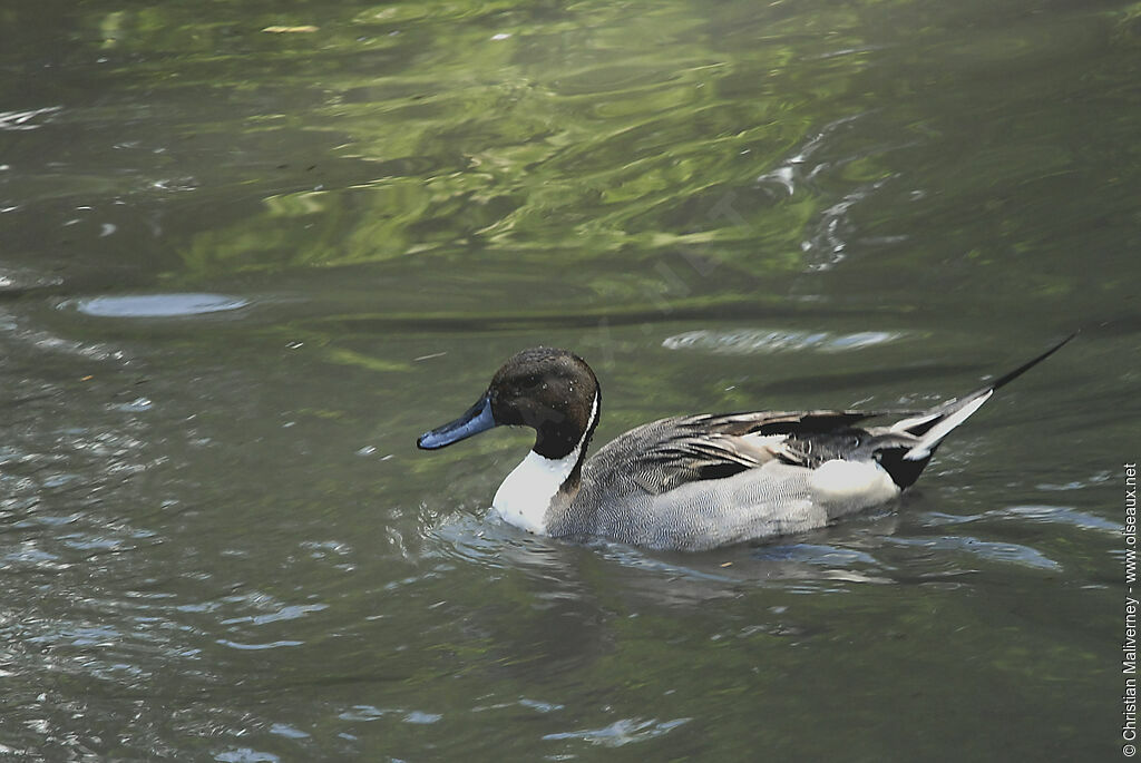 Canard pilet mâle adulte nuptial