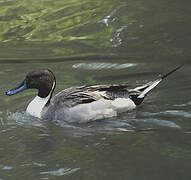 Northern Pintail