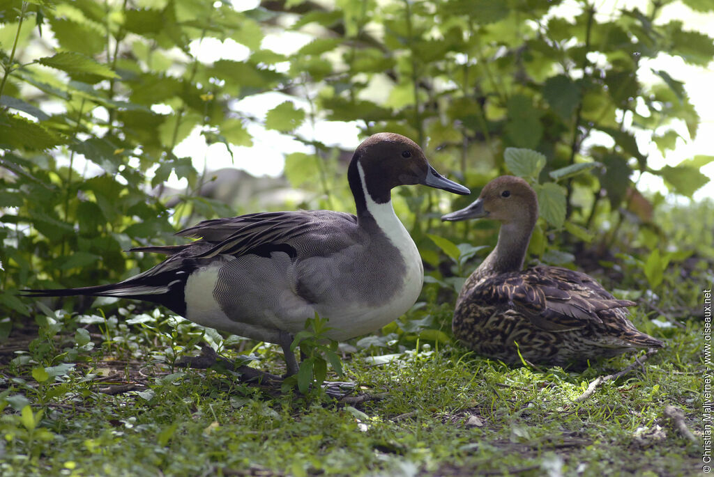 Canard pilet adulte nuptial