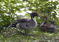 Canard pilet