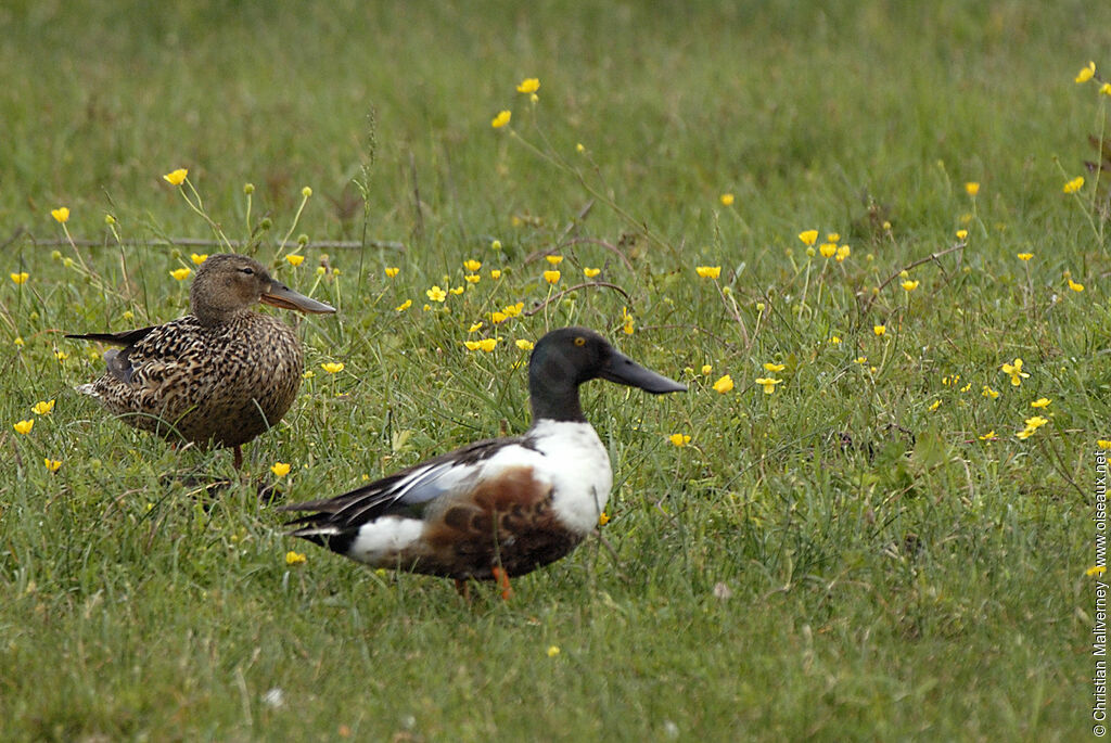 Canard souchet adulte nuptial