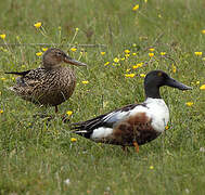 Canard souchet