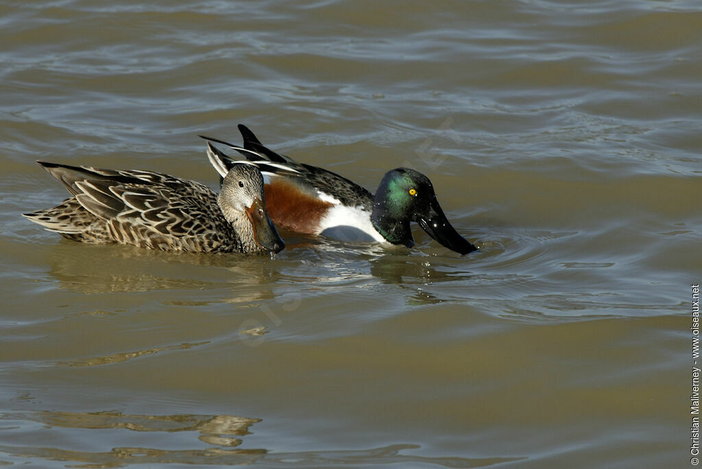 Canard souchet adulte nuptial