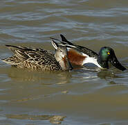 Canard souchet