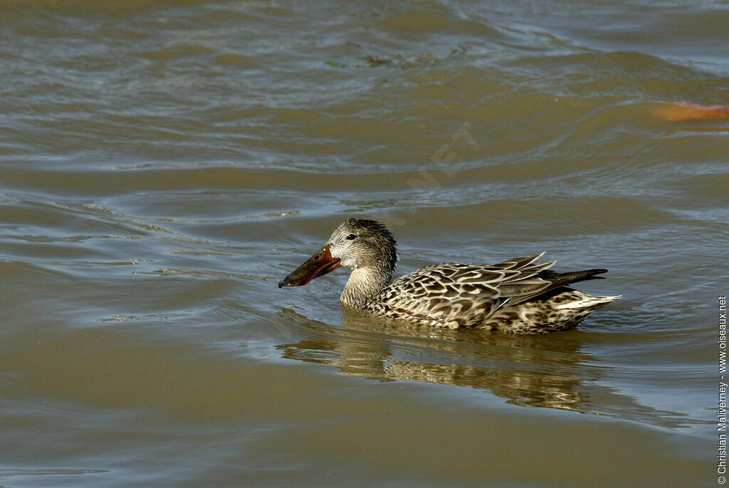 Northern Shoveler female adult