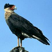 Crested Caracara