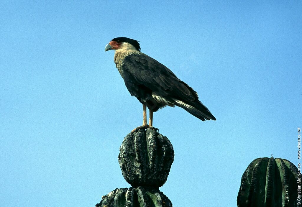 Southern Crested Caracaraadult