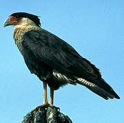 Southern Crested Caracara