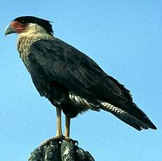 Caracara huppé