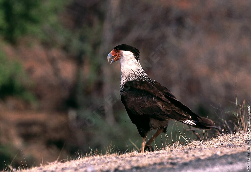 Caracara huppéadulte