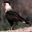 Caracara huppé