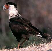 Southern Crested Caracara