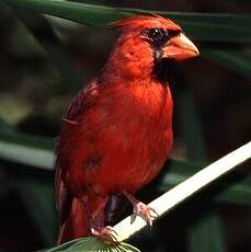 Cardinal rouge