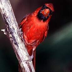 Cardinal rouge