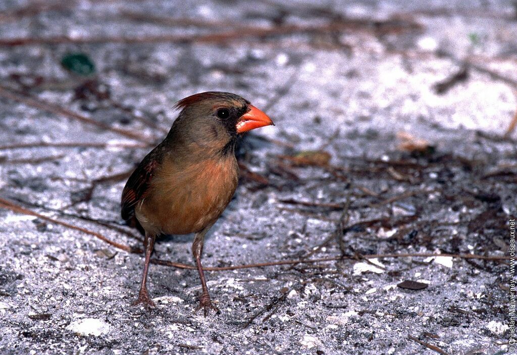 Cardinal rouge femelle adulte