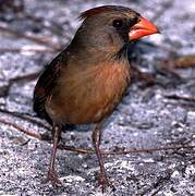 Northern Cardinal