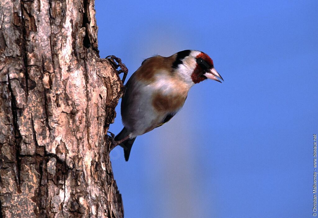 Chardonneret élégantadulte